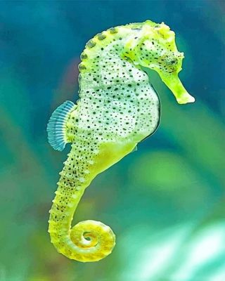 Cape Seahorse Paint By Numbers