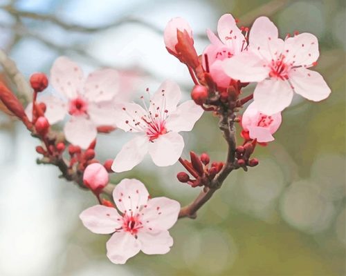 Cherry Blossom Paint By Numbers