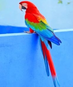 Colorful Parrot Paint By Numbers