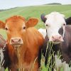 Cows Portrait Paint By Numbers