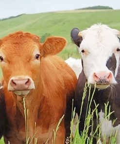 Cows Portrait Paint By Numbers