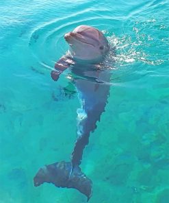 Dolphin At Beach Paint By Numbers