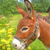 Donkey In Field Paint By Numbers