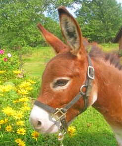 Donkey In Field Paint By Numbers