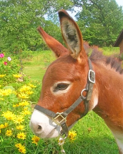 Donkey In Field Paint By Numbers