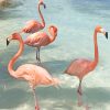 Flamingos Birds Paint By Numbers