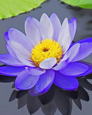 Purple Lotus Flower Paint By Numbers