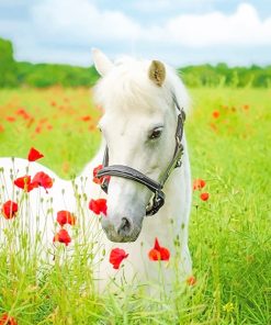 White Horse Field Paint By Numbers