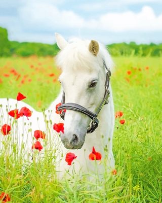 White Horse Field Paint By Numbers