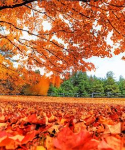 Fall Leaves Paint By Numbers