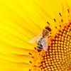 Bee On Sunflower Paint By Numbers