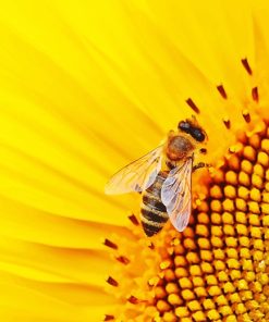 Bee On Sunflower Paint By Numbers