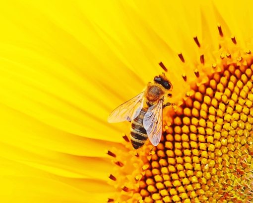 Bee On Sunflower Paint By Numbers