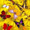 Butterflies And Flowers Paint By Numbers