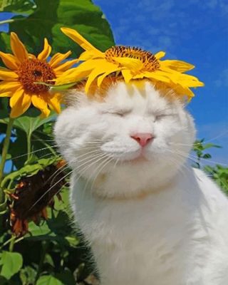 Cat With Sunflowers Paint By Numbers