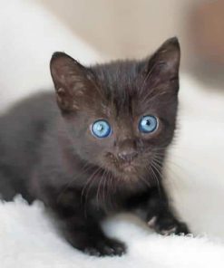 Cat With Blue Eyes Paint By Numbers