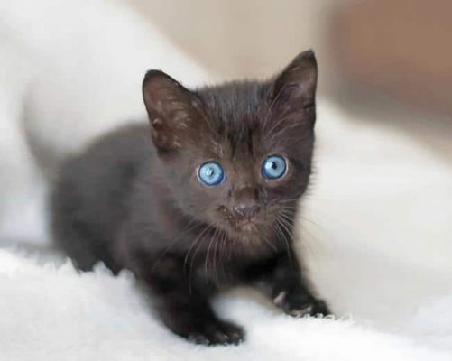 Cat With Blue Eyes Paint By Numbers