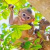 Cute Baby Monkey Paint By Numbers