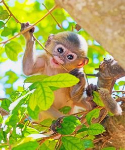 Cute Baby Monkey Paint By Numbers