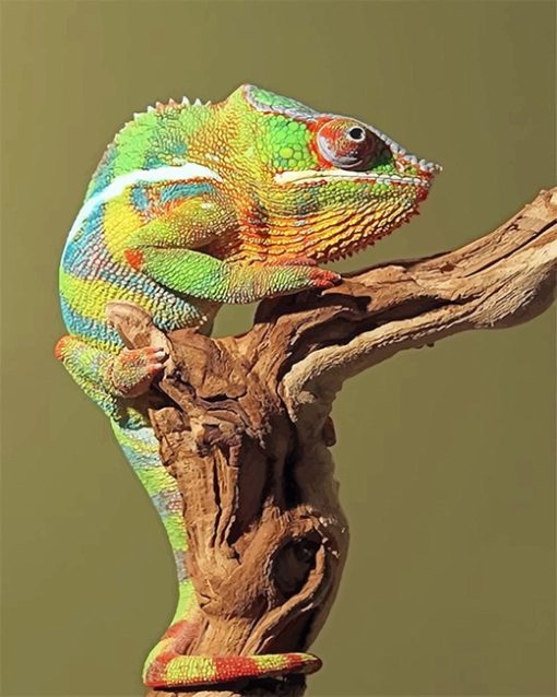 Green Chameleon Paint By Numbers