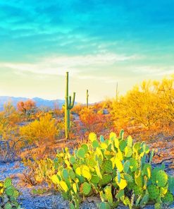 Saguaro Park Paint By Numbers