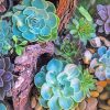 Succulents Plants Paint By Numbers