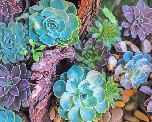 Succulents Plants Paint By Numbers