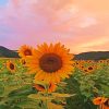 Sunflowers Sunset Paint By Numbers