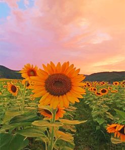 Sunflowers Sunset Paint By Numbers