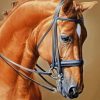 Brown Horse paint by numbers