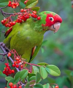 Green Parrot paint by numbers