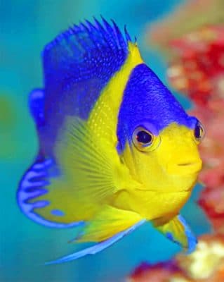 Blue And Golden Fish Underwater Paint by numbers