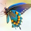 Blue Green Butterfly Wing paint by numbers