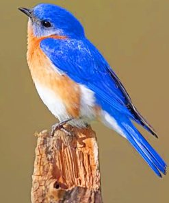 Eastern Bluebird paint by numbers