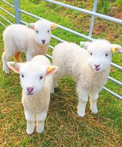 White Fluffy Lambs paint by numbers