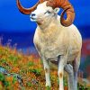 Bighorn Sheep paint by numbers