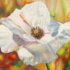 White poppy anemone paint by numbers