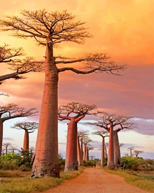 Avenue Of The Baobabs paint by numbers