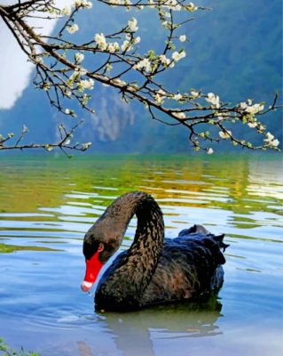 black-swan-bird-paint-by-number