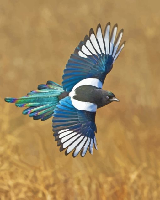 magpie Bird paint numbers