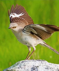 northern-mockingbird-paint-by-numbers