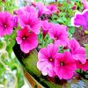 Blooming Pink Petunia Paint by numbers