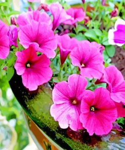 Blooming Pink Petunia Paint by numbers