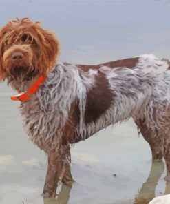 Female Wirehaired Pointing Griffon paint by numbers