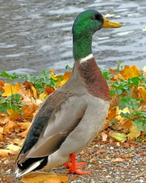 Mallard-duck-bird-paint-by-number