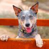 australian-heeler-cattle-dog-mix-paint-by-number