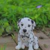 baby-dalmatian-paint-by-number