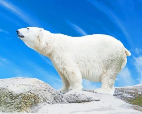 big-Polar-bear-paint-by-number-510x407-1