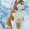 brown-husky-snow-paint-by-numbers