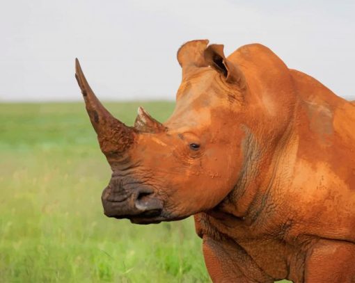 brown-rhinoceros-in-nature-paint-by-numbers